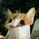 贝壳爱好者